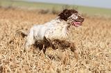SETTER ANGLAIS 109